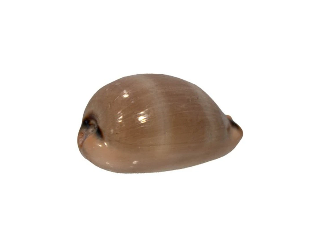 Outstanding 45mm Luria lurida - Beautiful Banded Lurid...