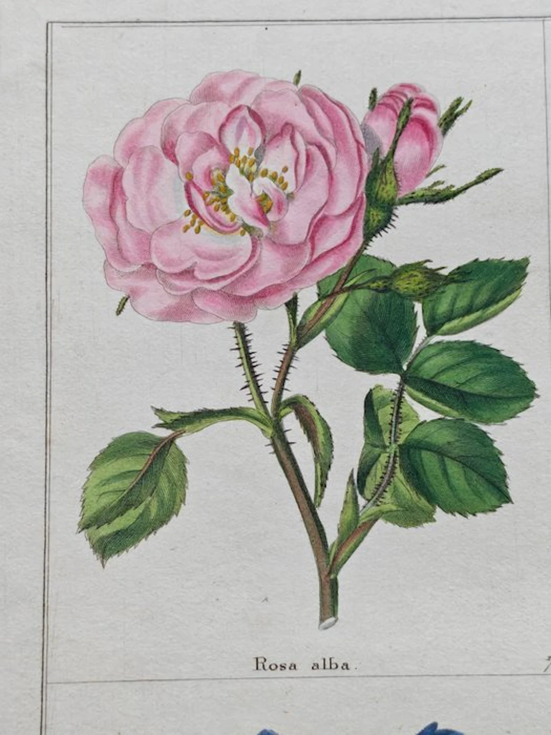 Benjamin Maund (1790–1863) / Edwin Dalton Smith...