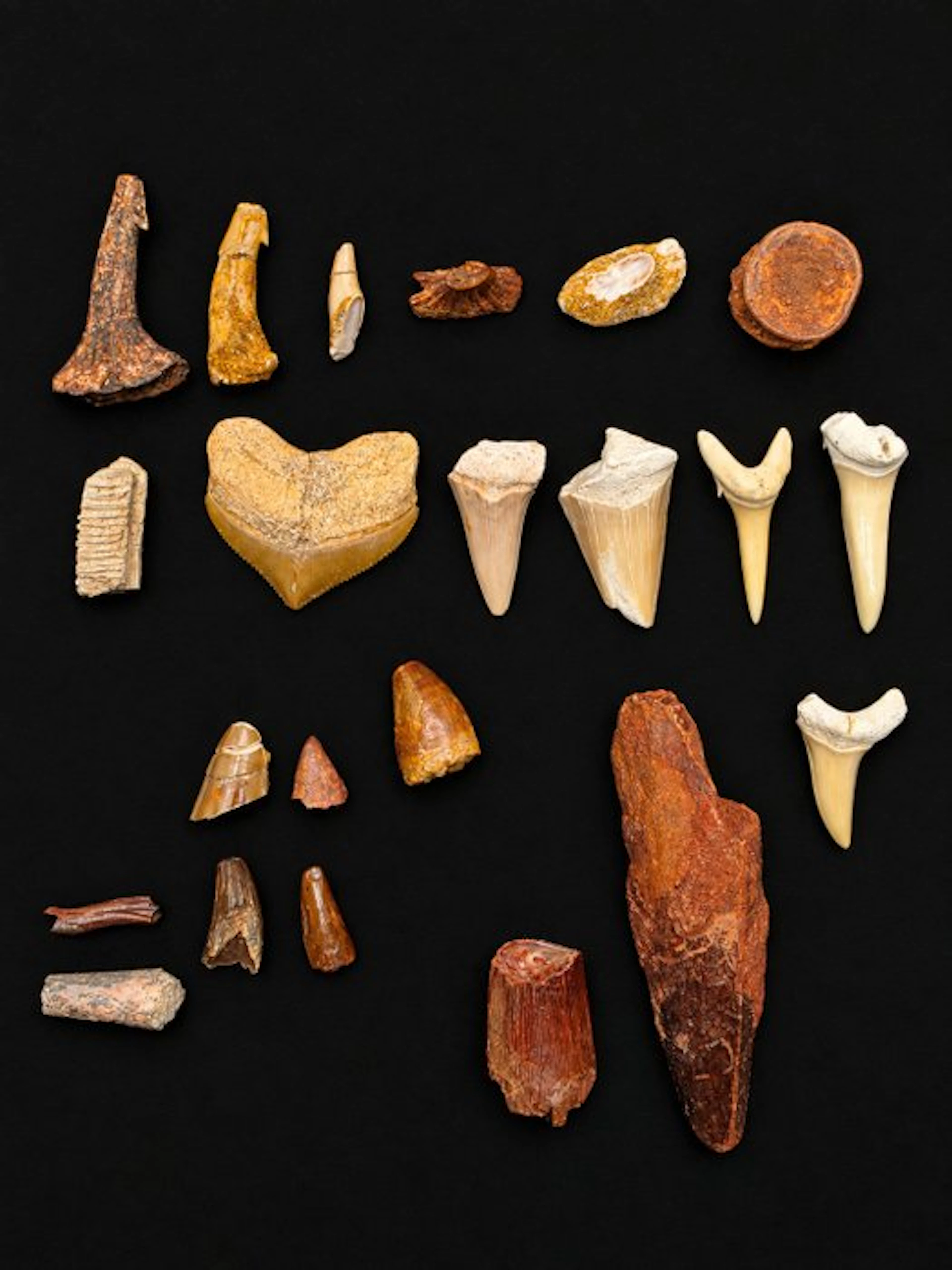 Kem Kem Beds Fossil Assemblage - Fossil tooth - Spinosaurid
