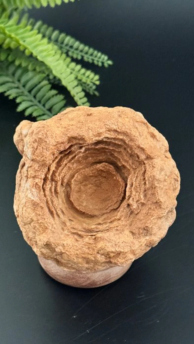 Rare decorative stromatolite – one of the earliest fossils on Earth