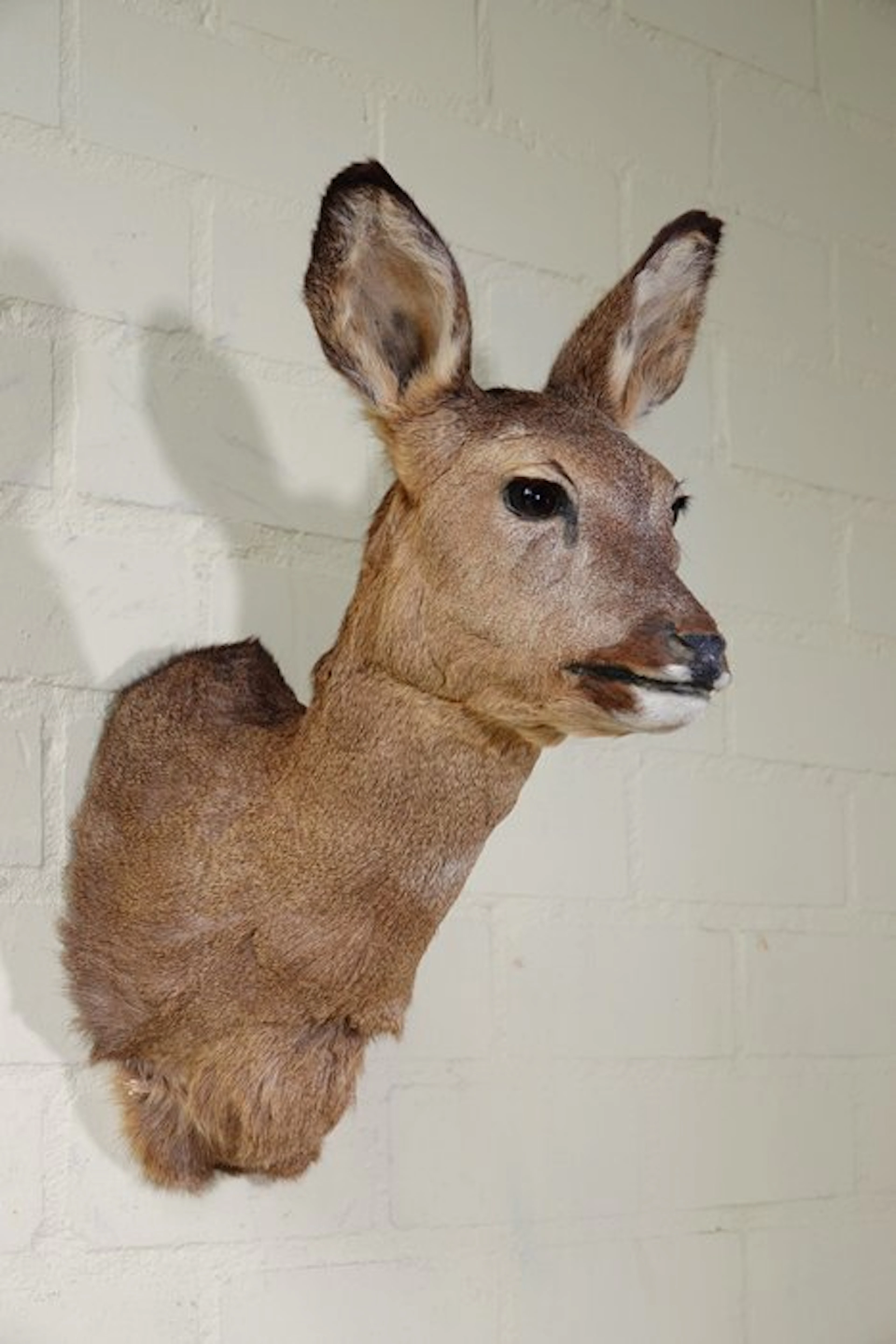 Roebuck trophy Skull - Capreolus capreolus - 40 cm - 48...