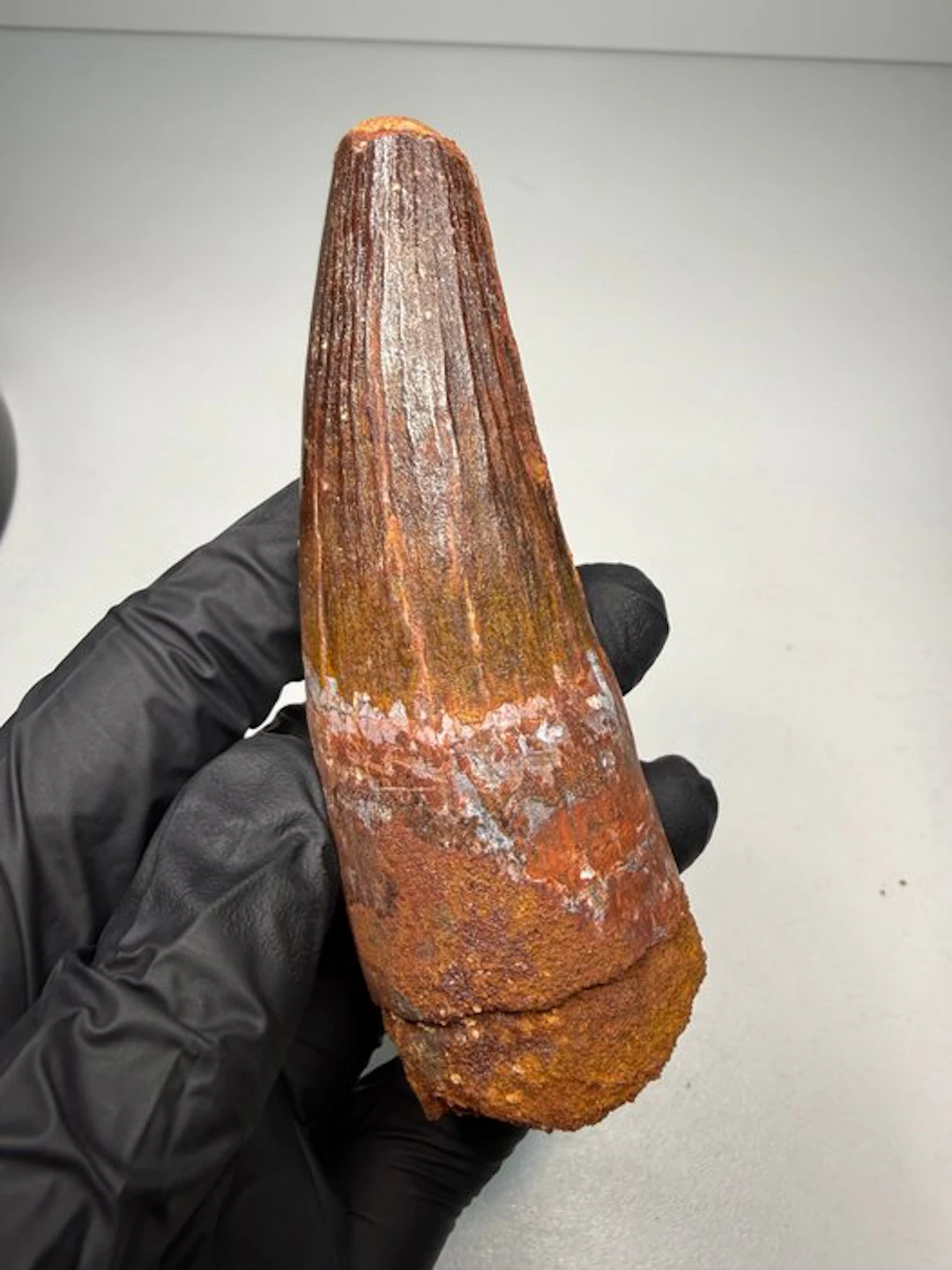 Spinosaur - Fossil tooth - Spinosaurus Aegyptiacus - 10.8 cm