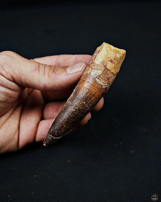Spinosaur - Fossilised tusk - Spinosaurus aegyptiacus