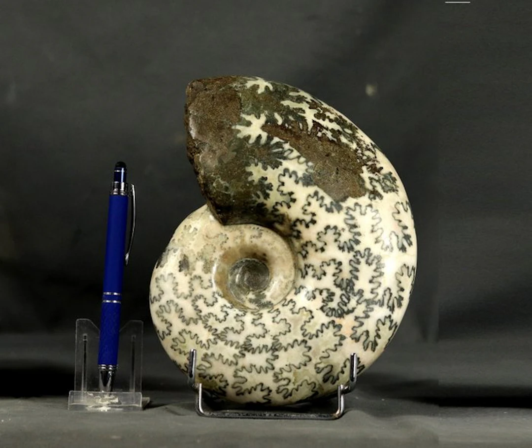 Outstanding !! One of its kind !! Fine Ammonite with nice...