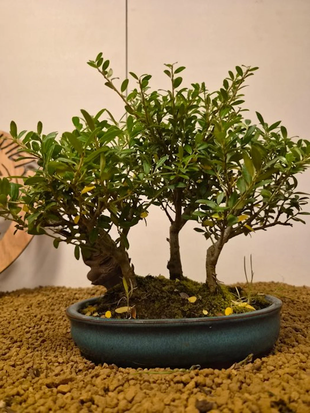 Japanese holly bonsai (Ilex crenata) - Height (Tree): 24...