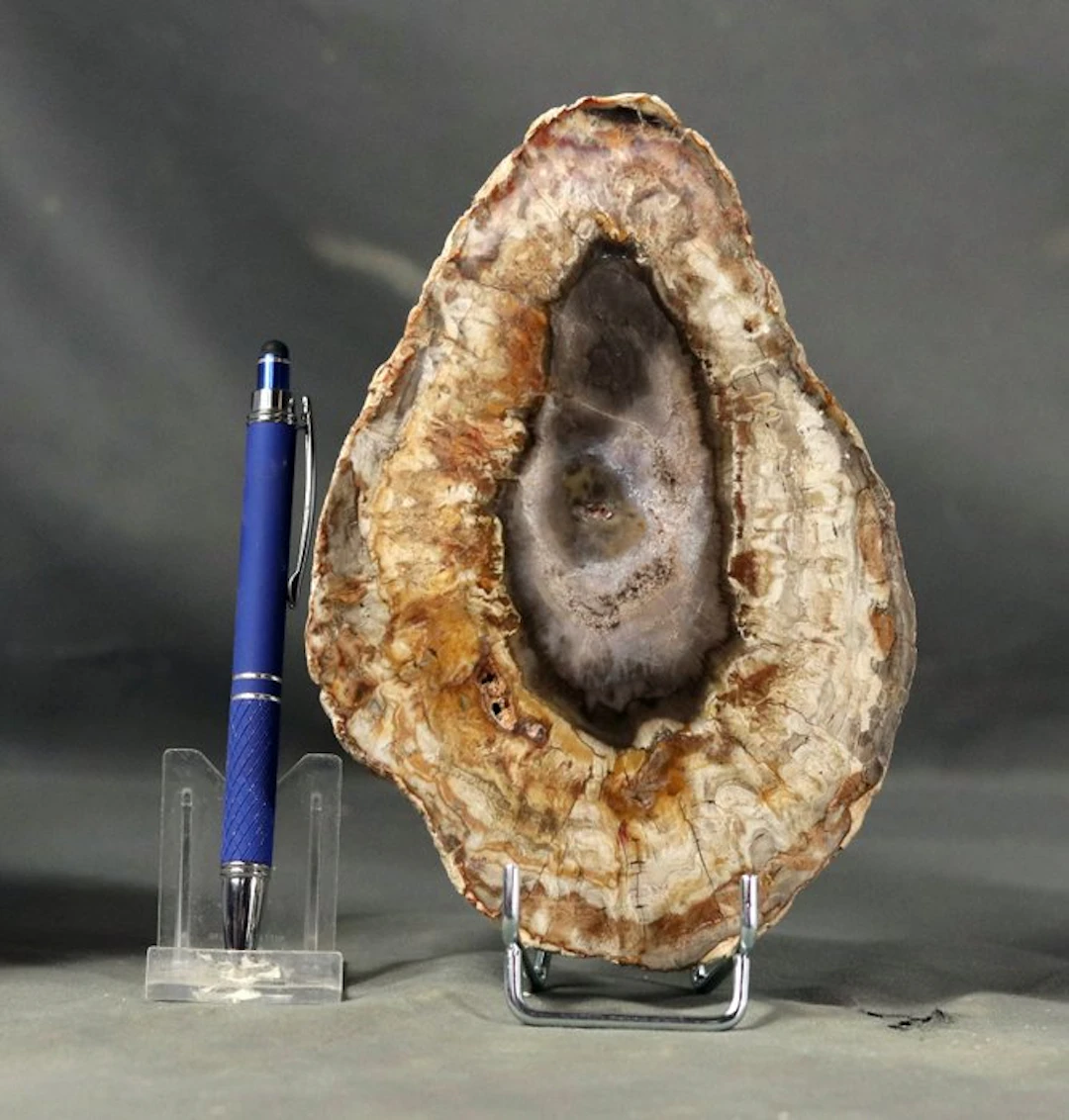 Nice and decorative fossilized wood - Polished with...