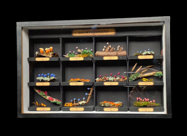 Fantastic museum-quality display box featuring a...