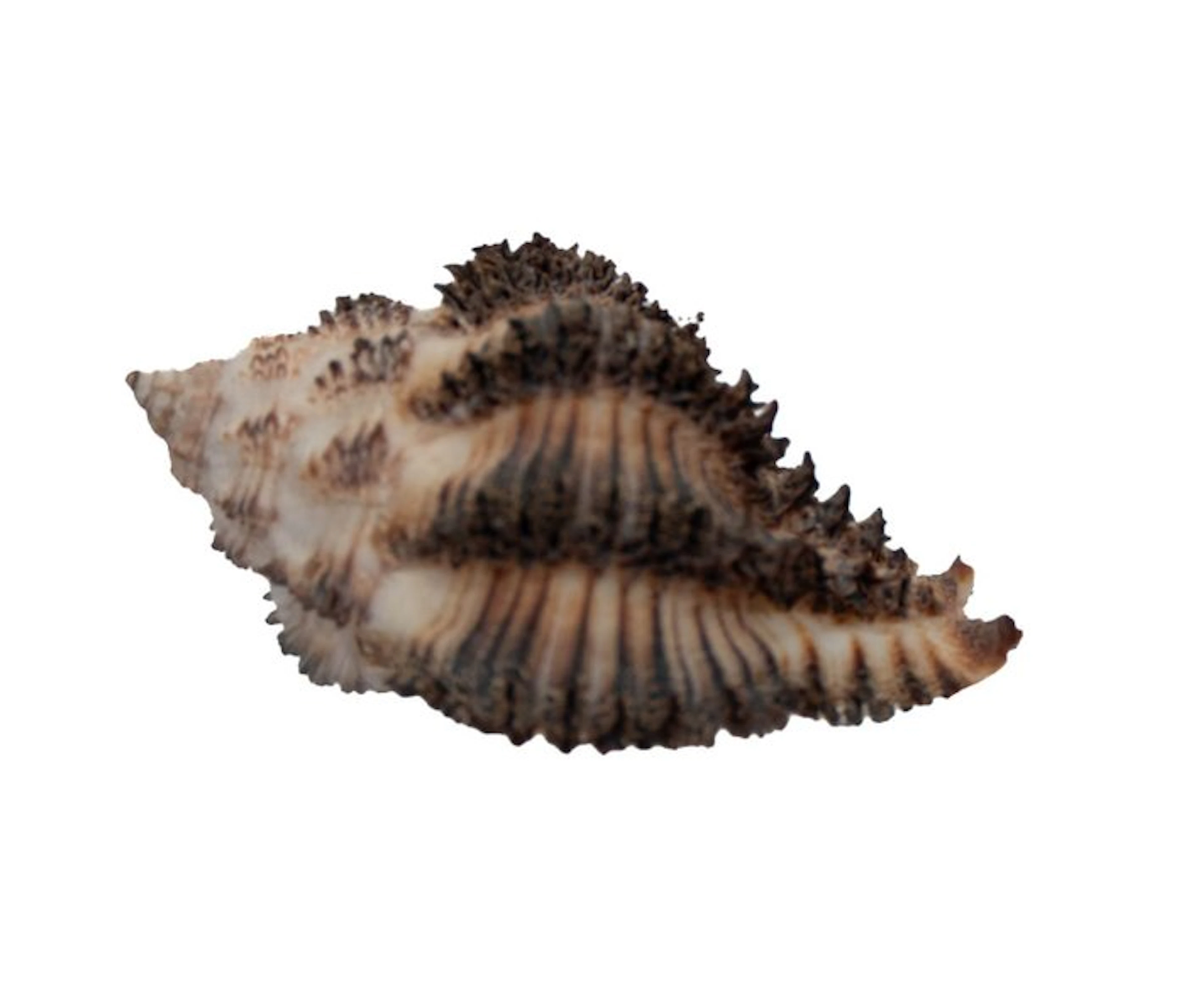 Hexaplex stainforthi 45mm GEM with operculum |...