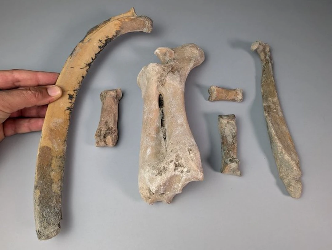 Hippopotamus - Fossil bone - Hippopotamus lemerlei (No reserve price)