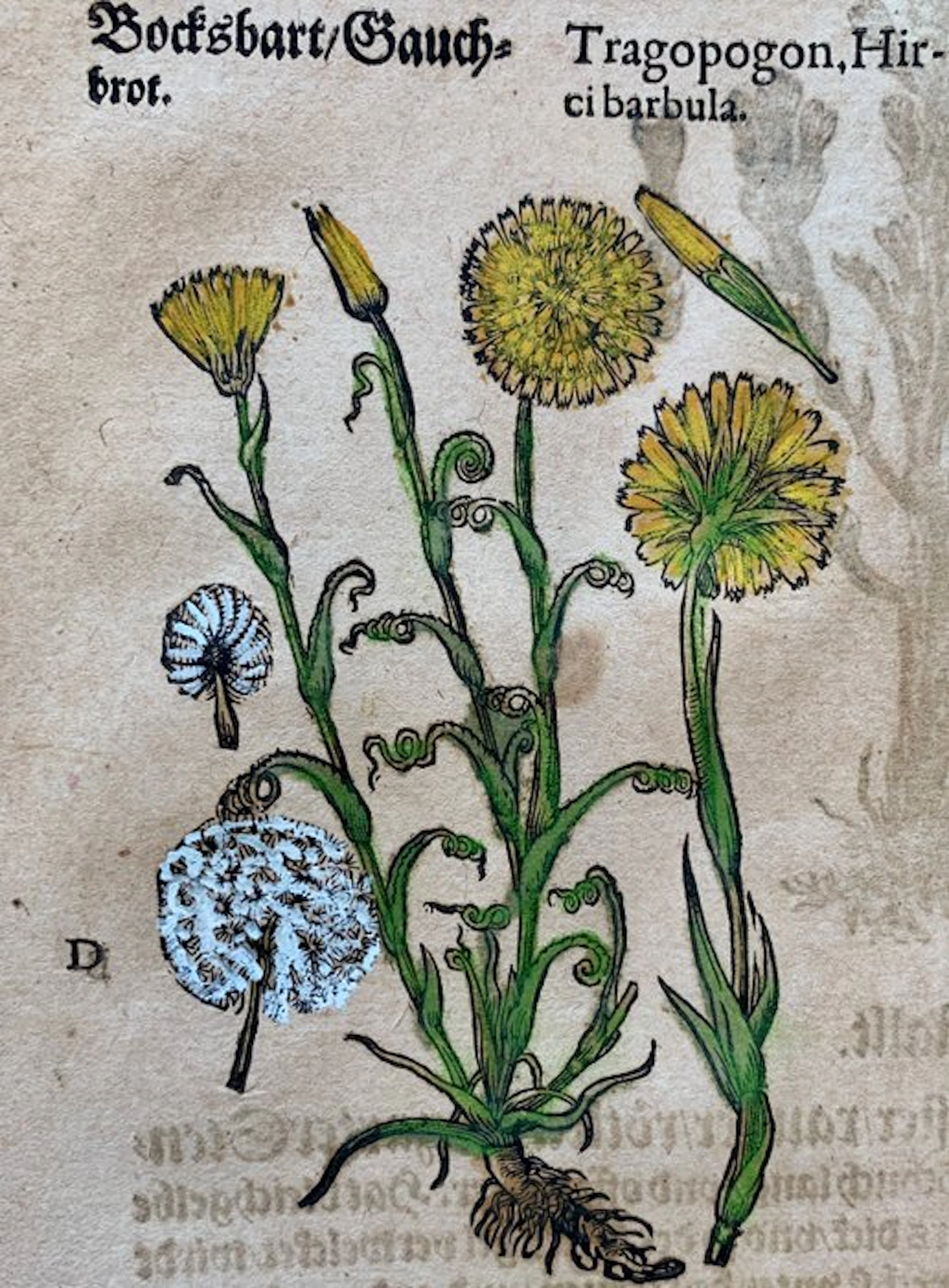 Pietro Andrea Mattioli - Contemporary hand-coloured leaf...