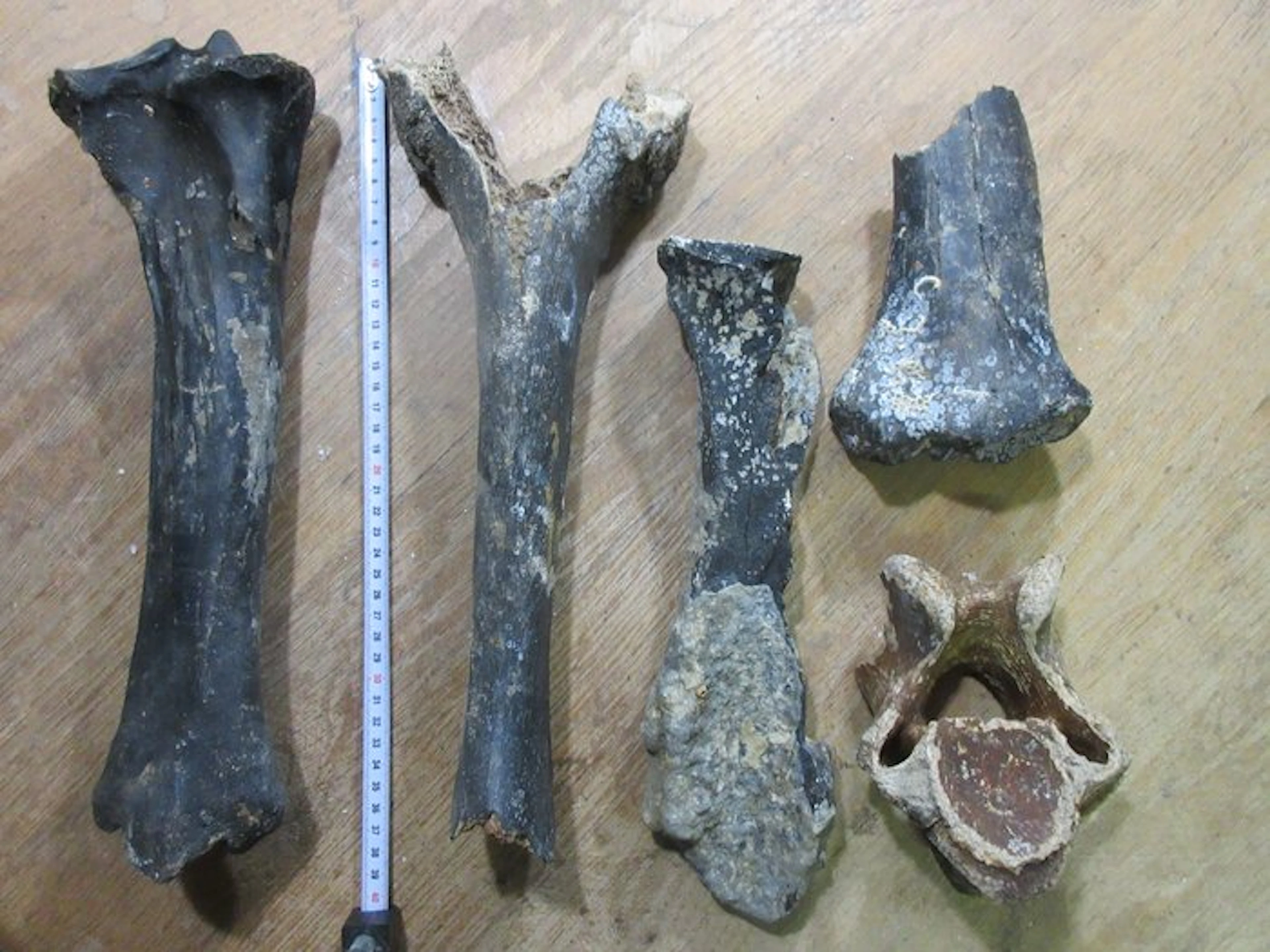 Giant deer Set of bones - Megaloceros giganteus - 25 cm - 13 cm - 35 cm - (5)