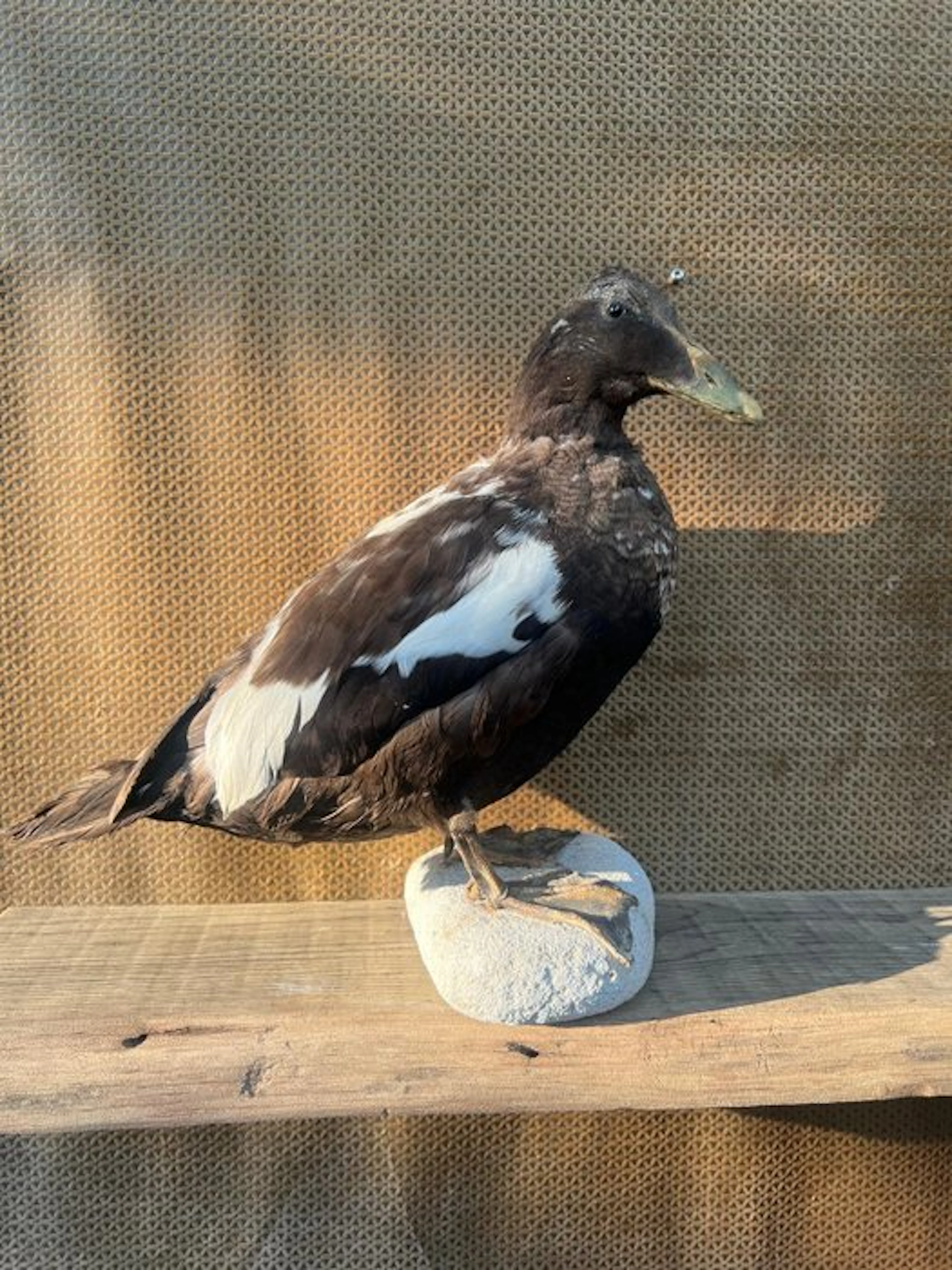 Eider duck Taxidermy full body mount - Somateria...