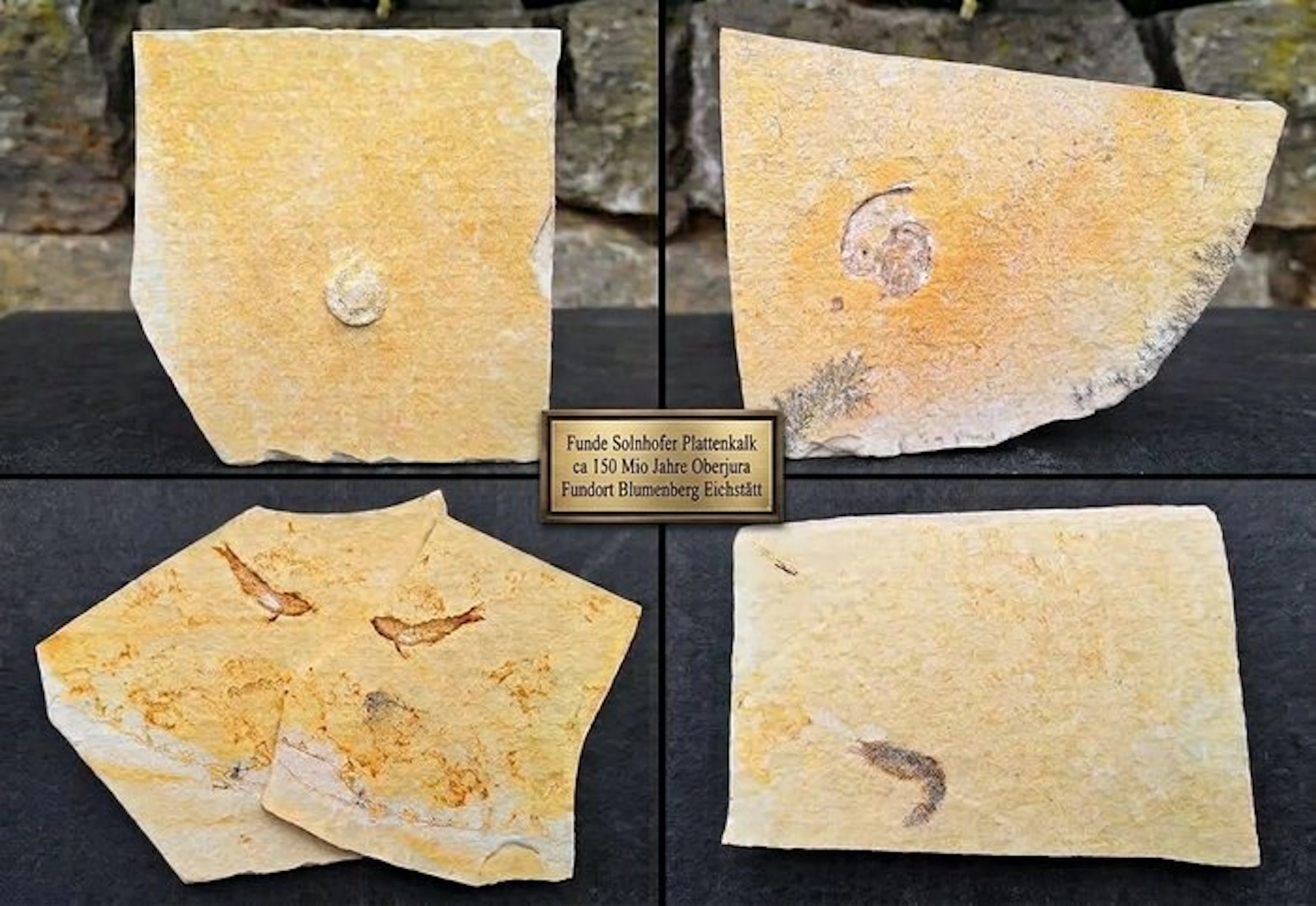 Solnhofen fossil collection