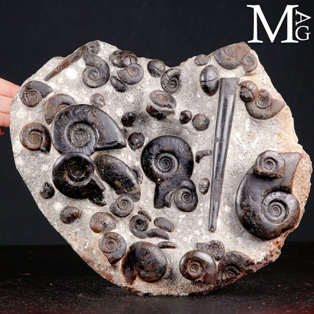 Exclusive Fossil Slab with Cheiloceras Subpartitum and...