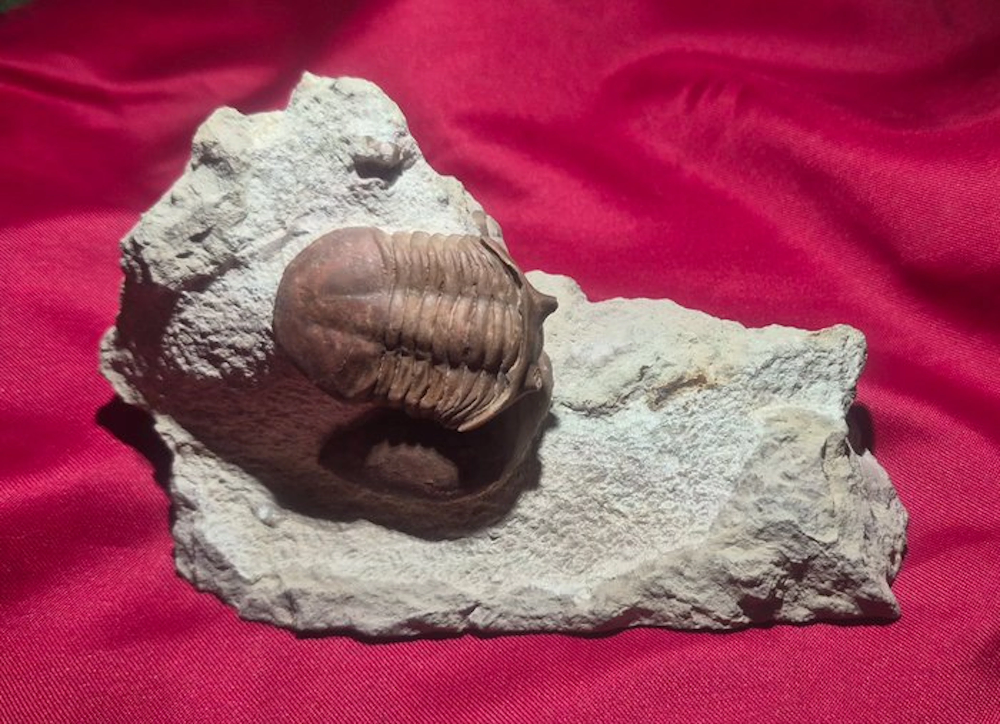 Trilobite - Fossilised animal - Illaenus kowalewskii