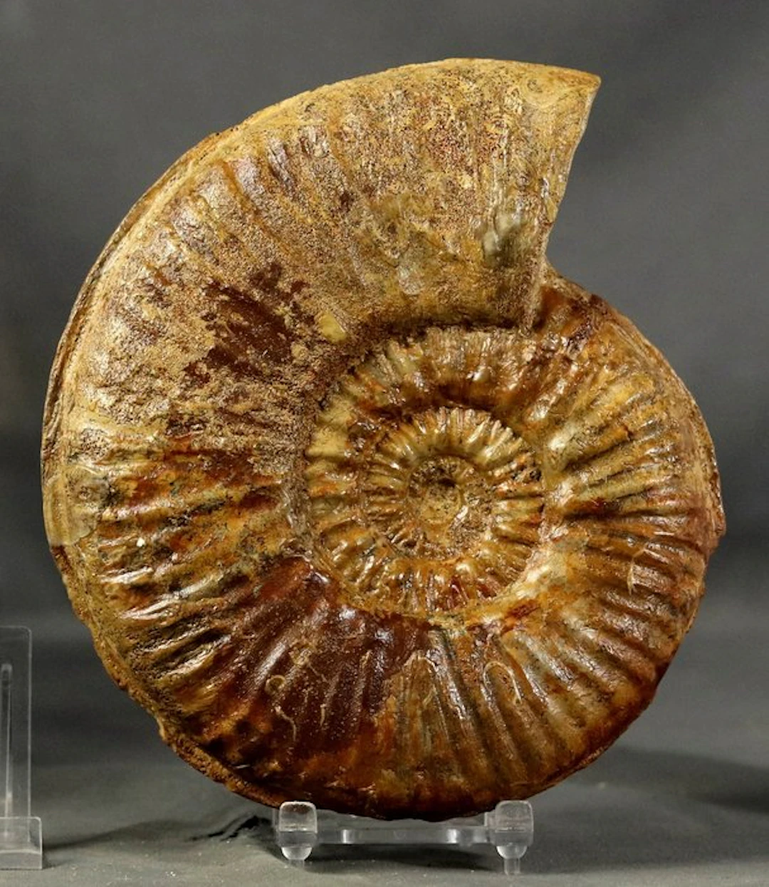 Ammonite - Rare species - Two sides cleaned - Fossilised animal -