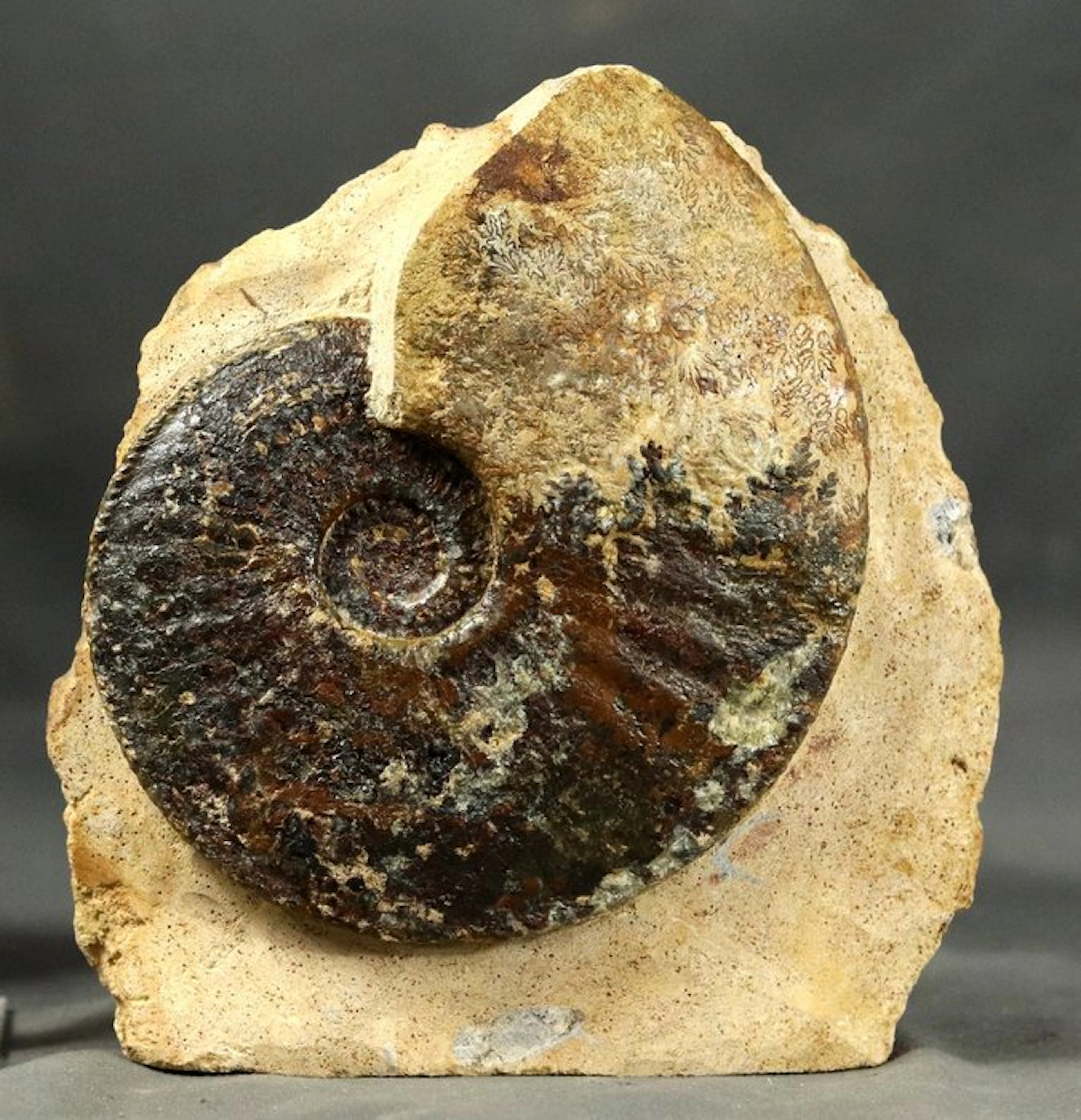 Fine jurassic Ammonite - On stone - Fossilised animal...