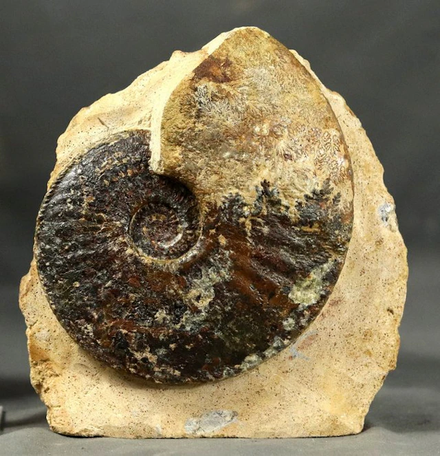 Fine jurassic Ammonite - On stone - Fossilised animal...