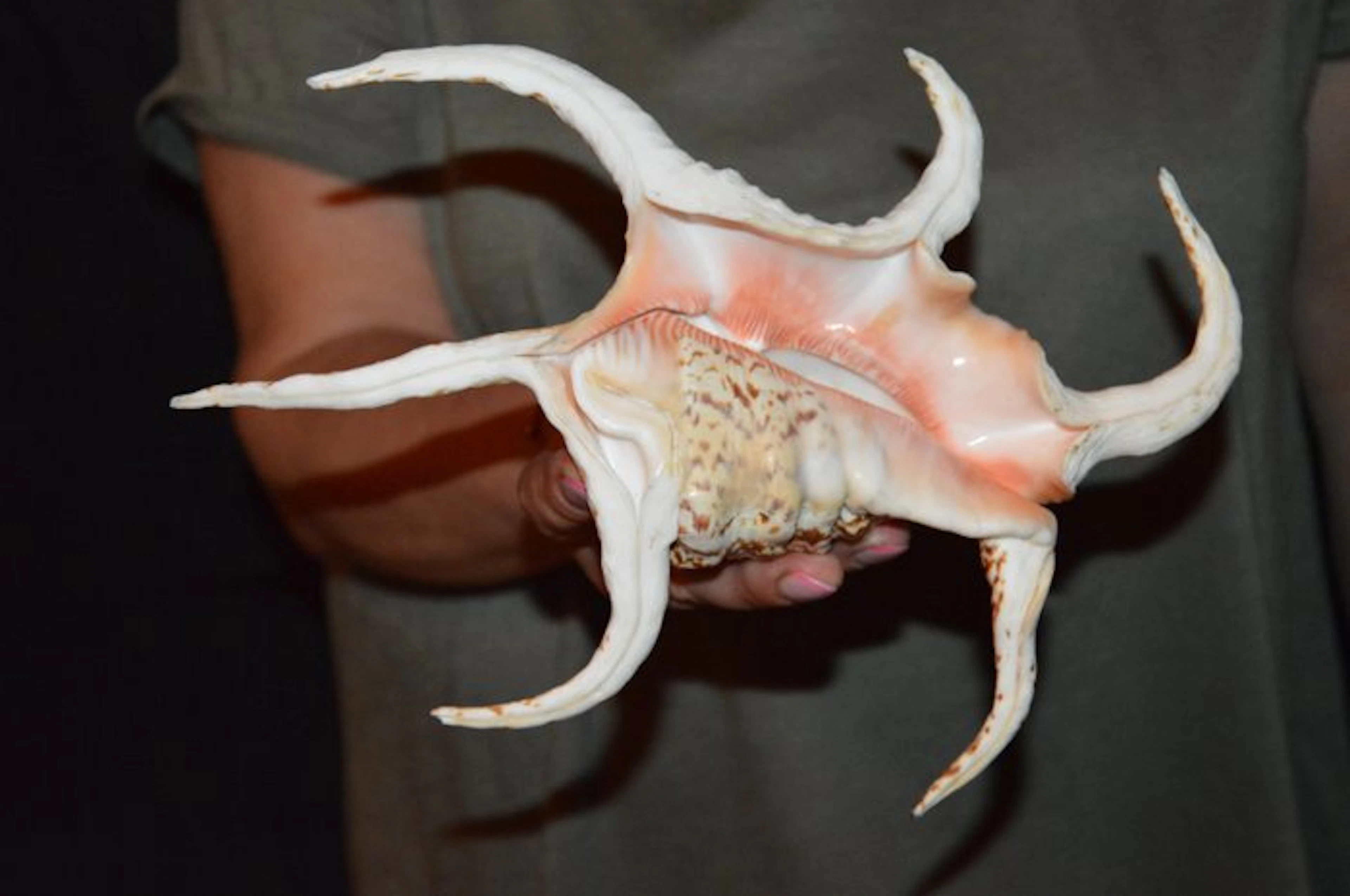 Sea Snail Sea shell - S-586 HARPAGO CHIRAGRA (No reserve price)