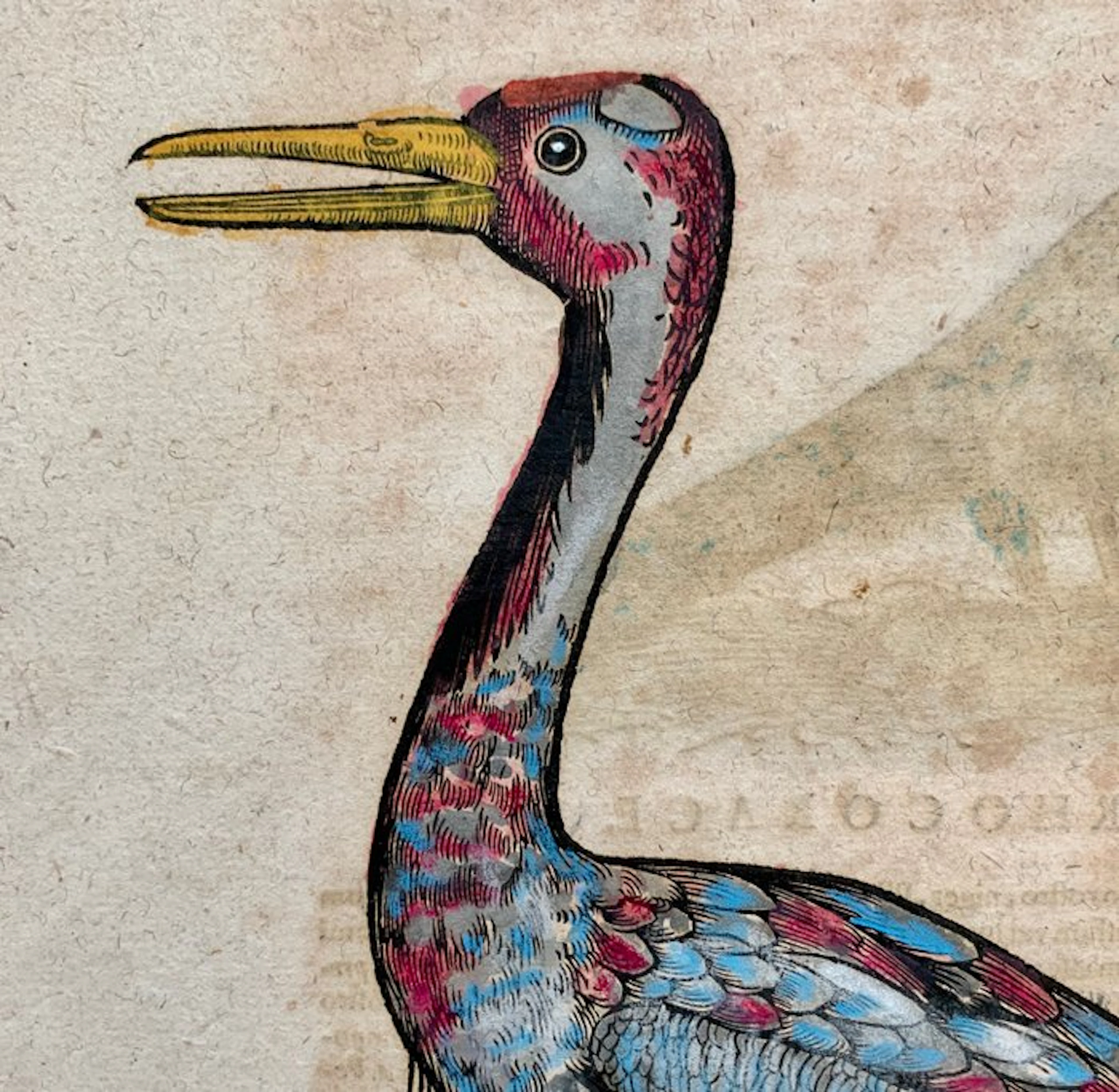 Conrad Gesner - Vogelbuch - 1617