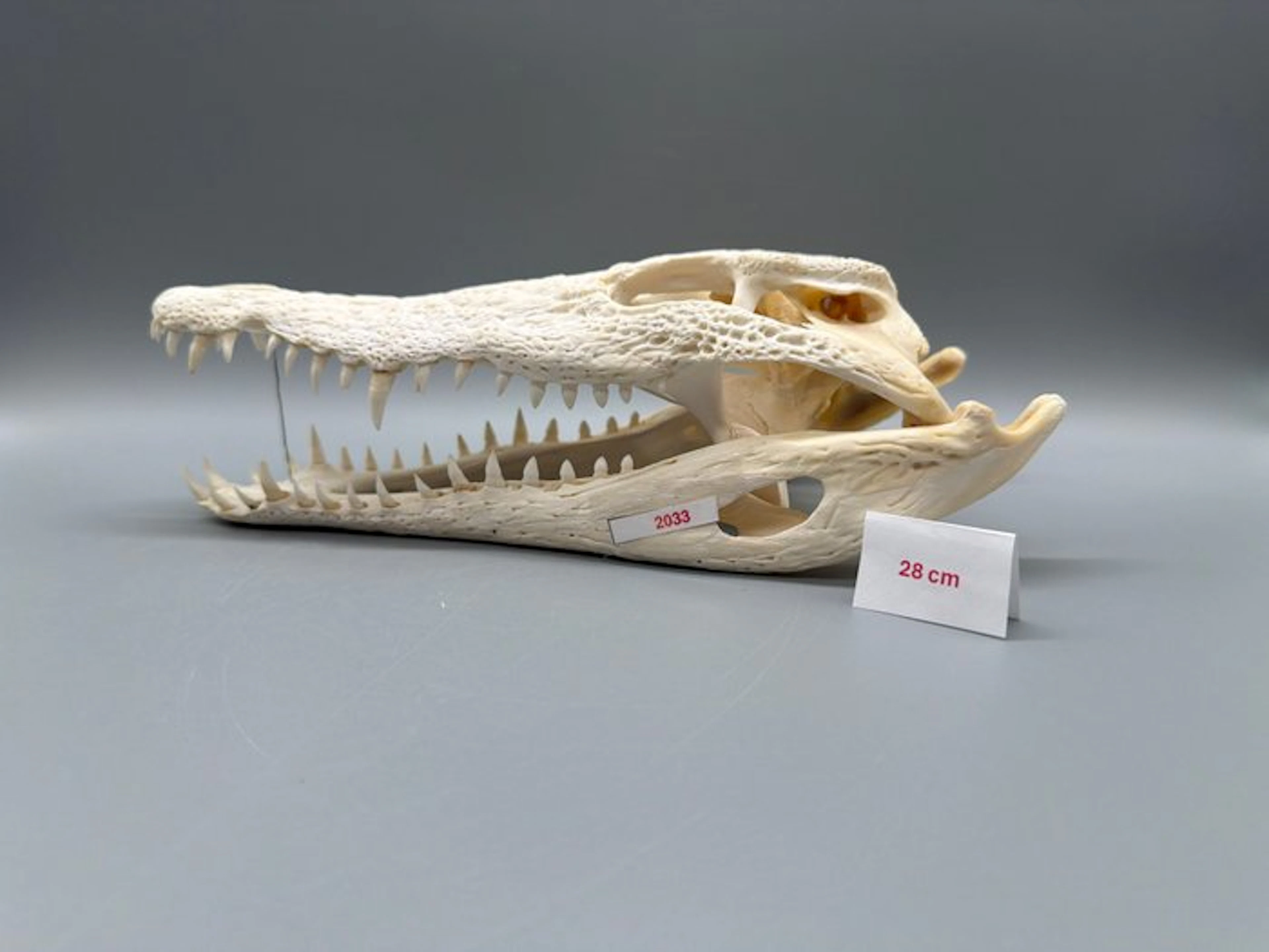 Nile Crocodile Reptile skull - Crocodylus niloticus - 7...