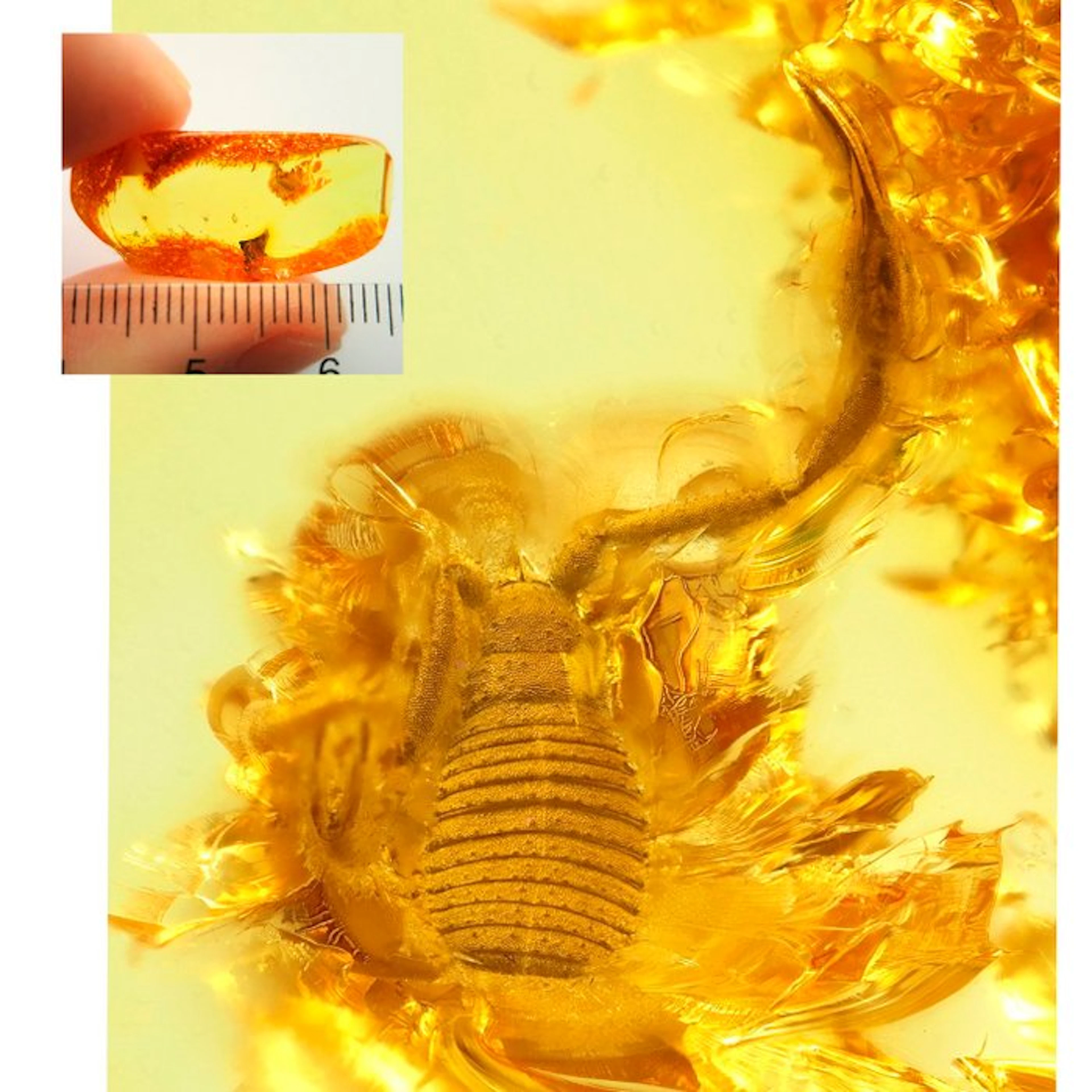Amber - Amber - Pseudoscorpio - Cool looking specimen...