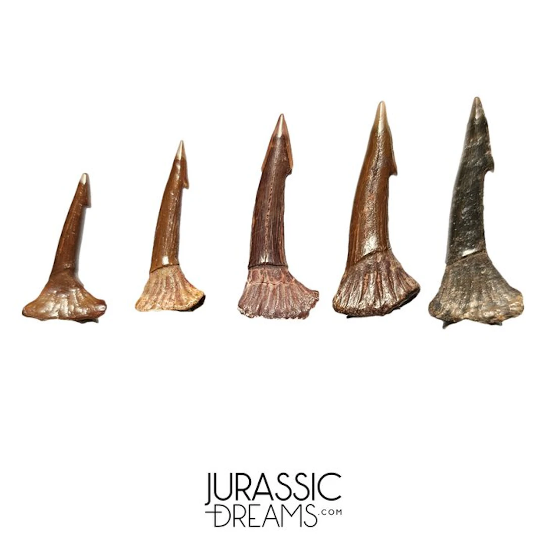Set of 5 Nicely Preserved Juvenile Onchopristis numidus...