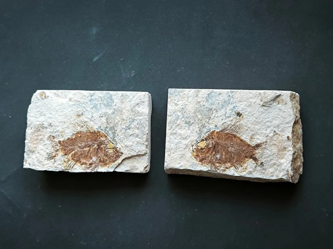 Fossilised animal - CTENOTHRISSA Vexillifer completo...