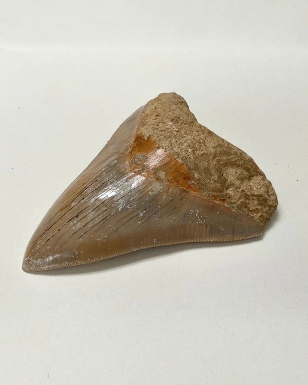 Megalodon - Fossil tooth - 129 mm - 104 mm