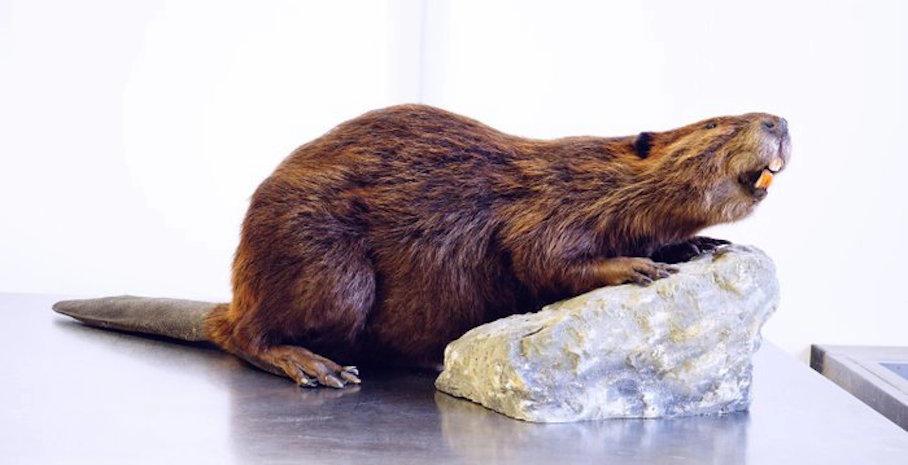 Canadian beaver Taxidermy full body mount - Castor...