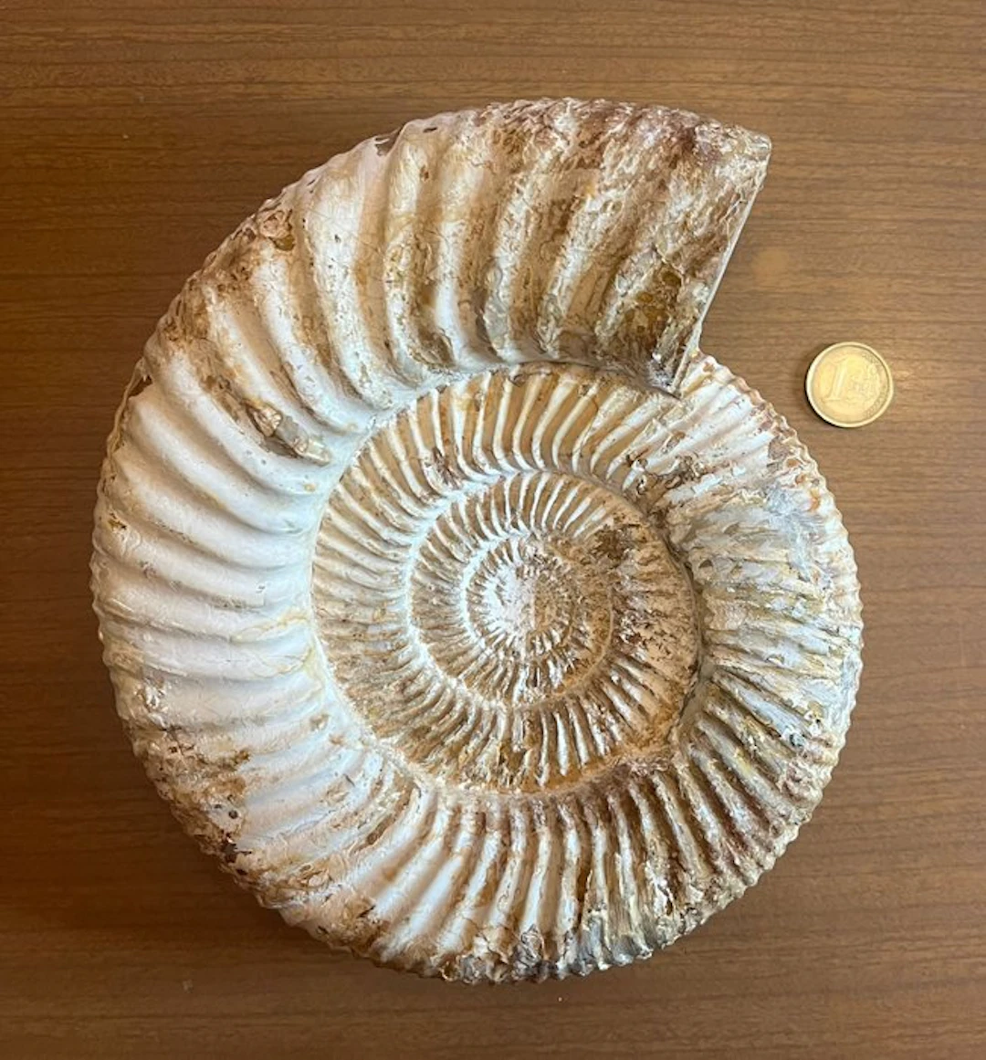 Huge and rare 21cm Dichotomosphinctes Anticedens ammonite...