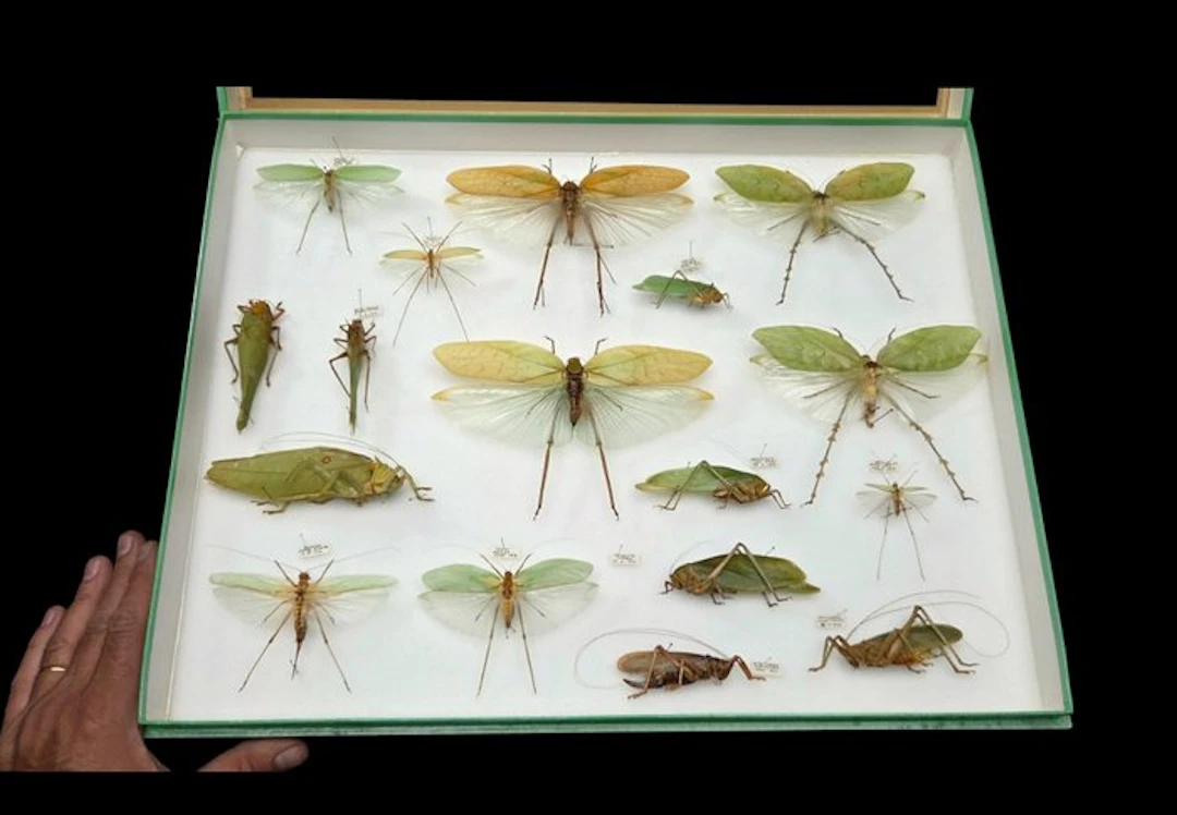Rare leaf grasshoppers insects perfect-ex French...