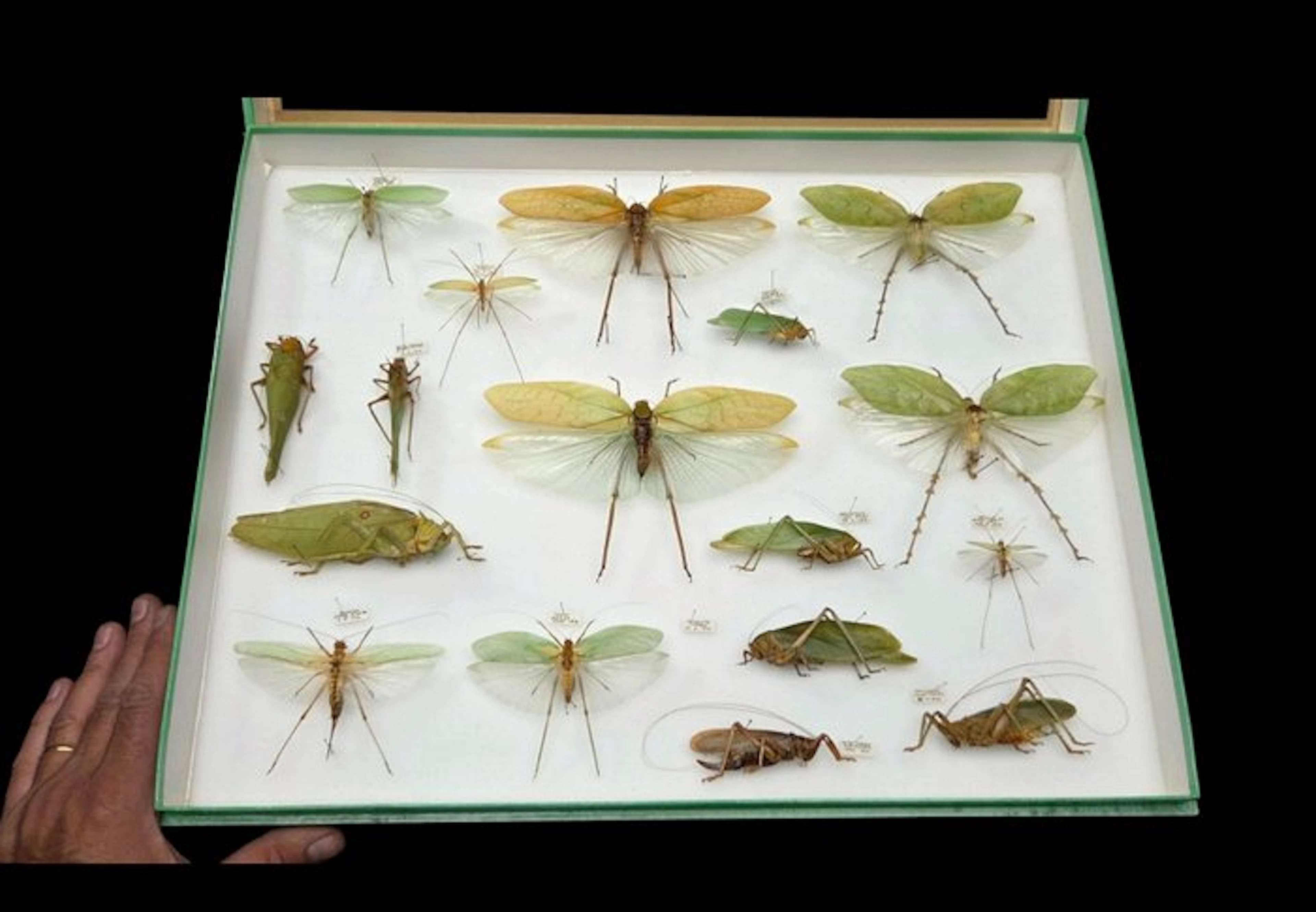 Rare leaf grasshoppers insects perfect-ex French...