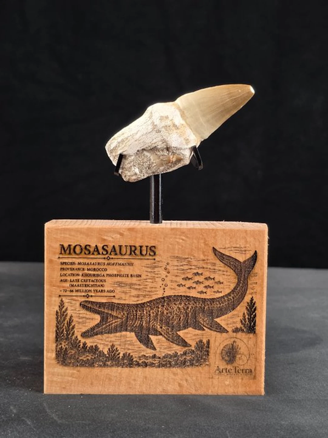 Mosasaur - Fossil tooth - Mosasaur tooth on a custom base (No reserve price)