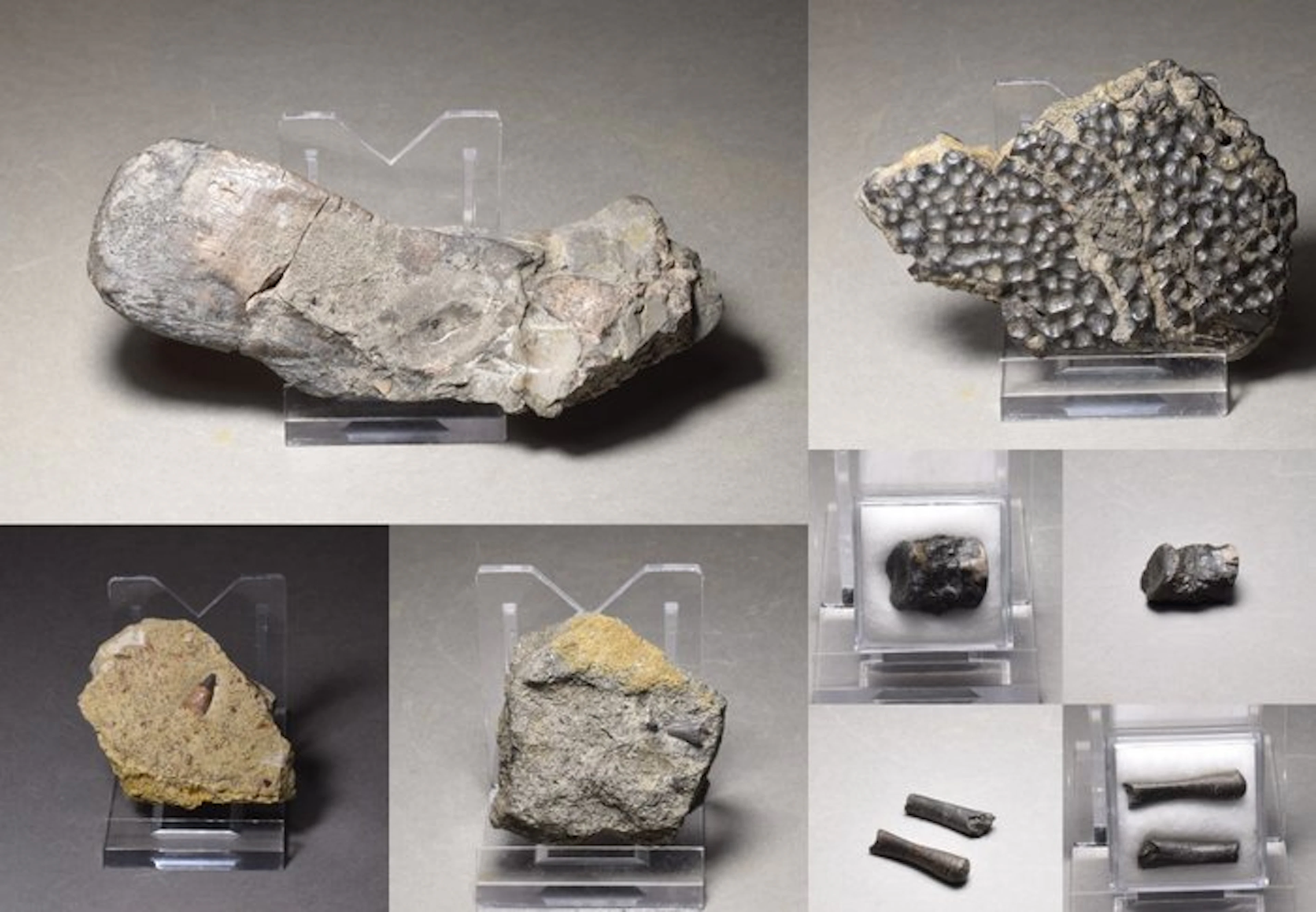 Fossil vertebra bone - Collection of seven "bonebed" fossils