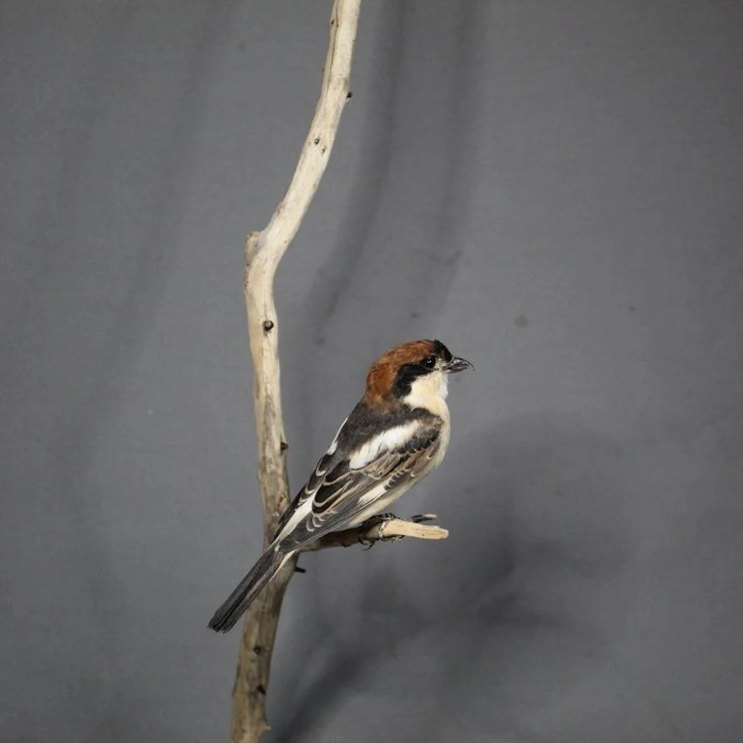 Red-headed shrike Taxidermy full body mount - Lanius...