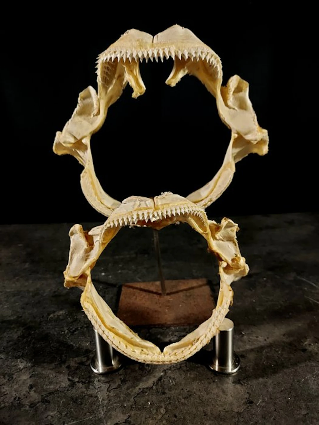 centrophorid sharks Taxidermy full body mount...
