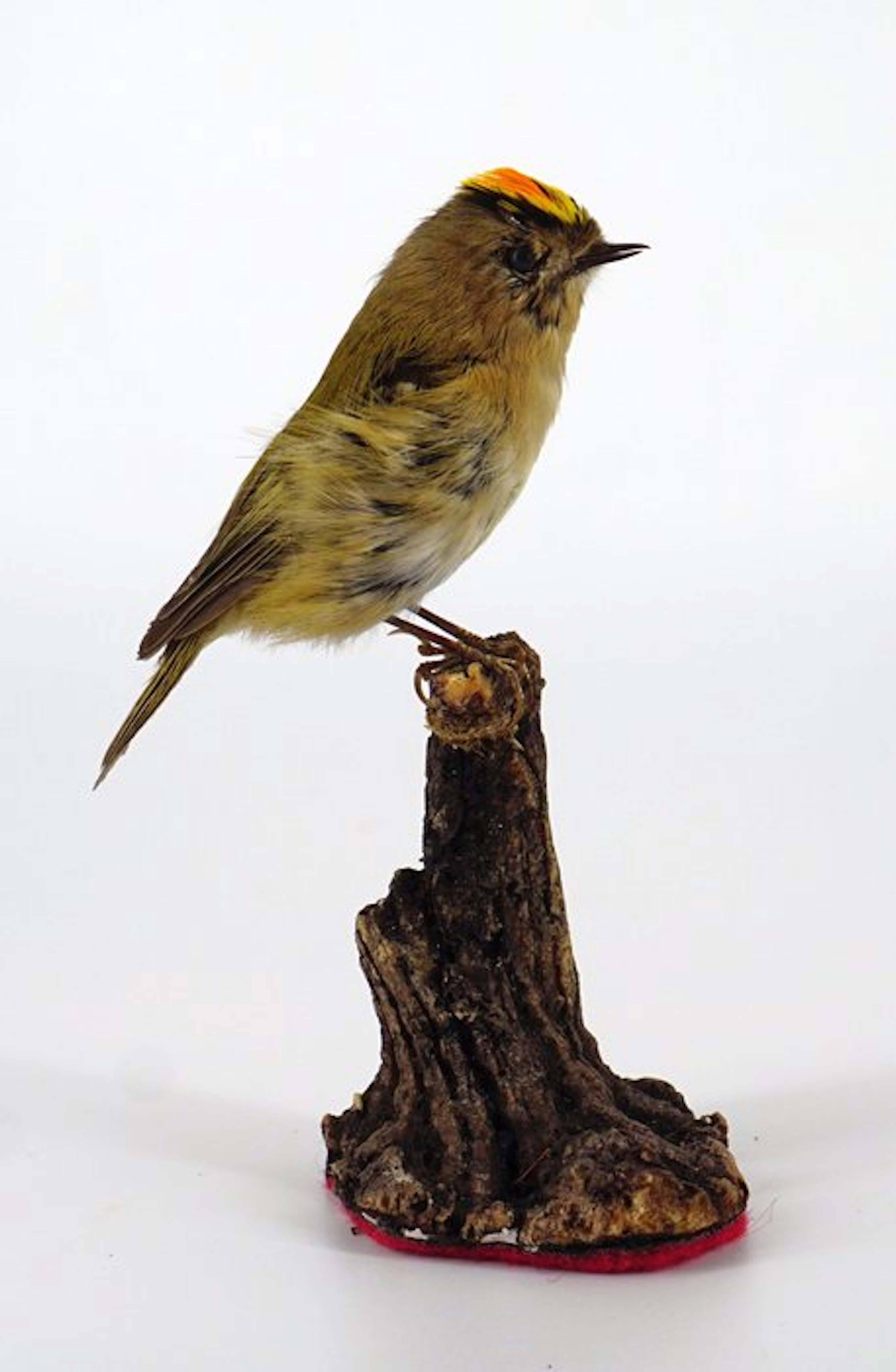 Ruler Taxidermy full body mount - Regulus regulus (with...