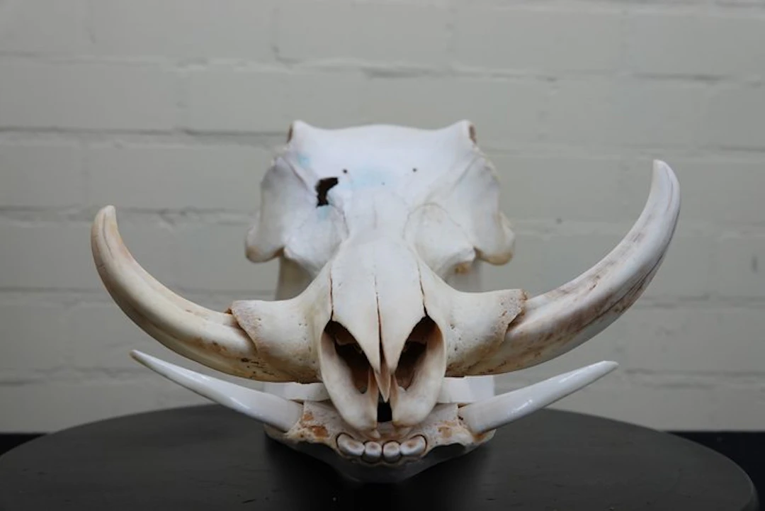 African Warthog Skull - Phacochoerus africanus - 0 cm...