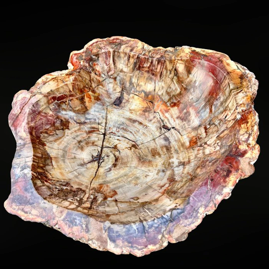 21 kg - Monumental Bowl in Natural Petrified Wood from...