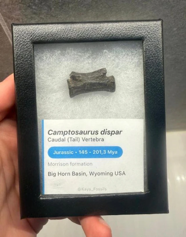 Dinosaur - Fossil vertebra bone - Camptosaurus Dispar