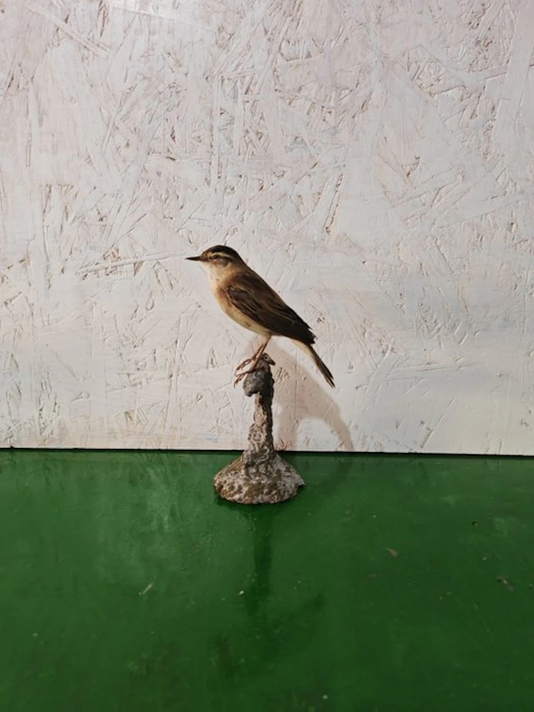 Forapaglie Taxidermy full body mount - Acrocephalus...