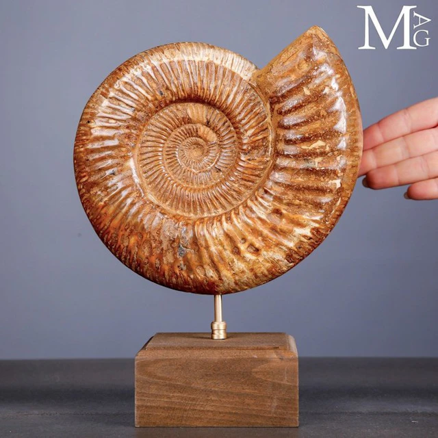 First Quality Fossil Specimen - Perisphinctes Ammonite...