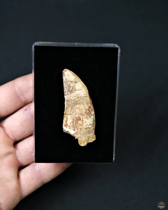 Dinosaur - Fossil tooth - Carcharodontosaurus Saharicus