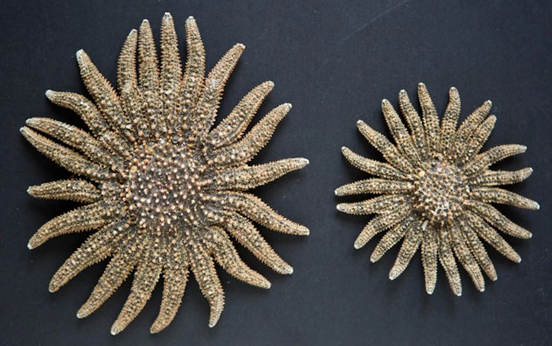 Sunflower starfish