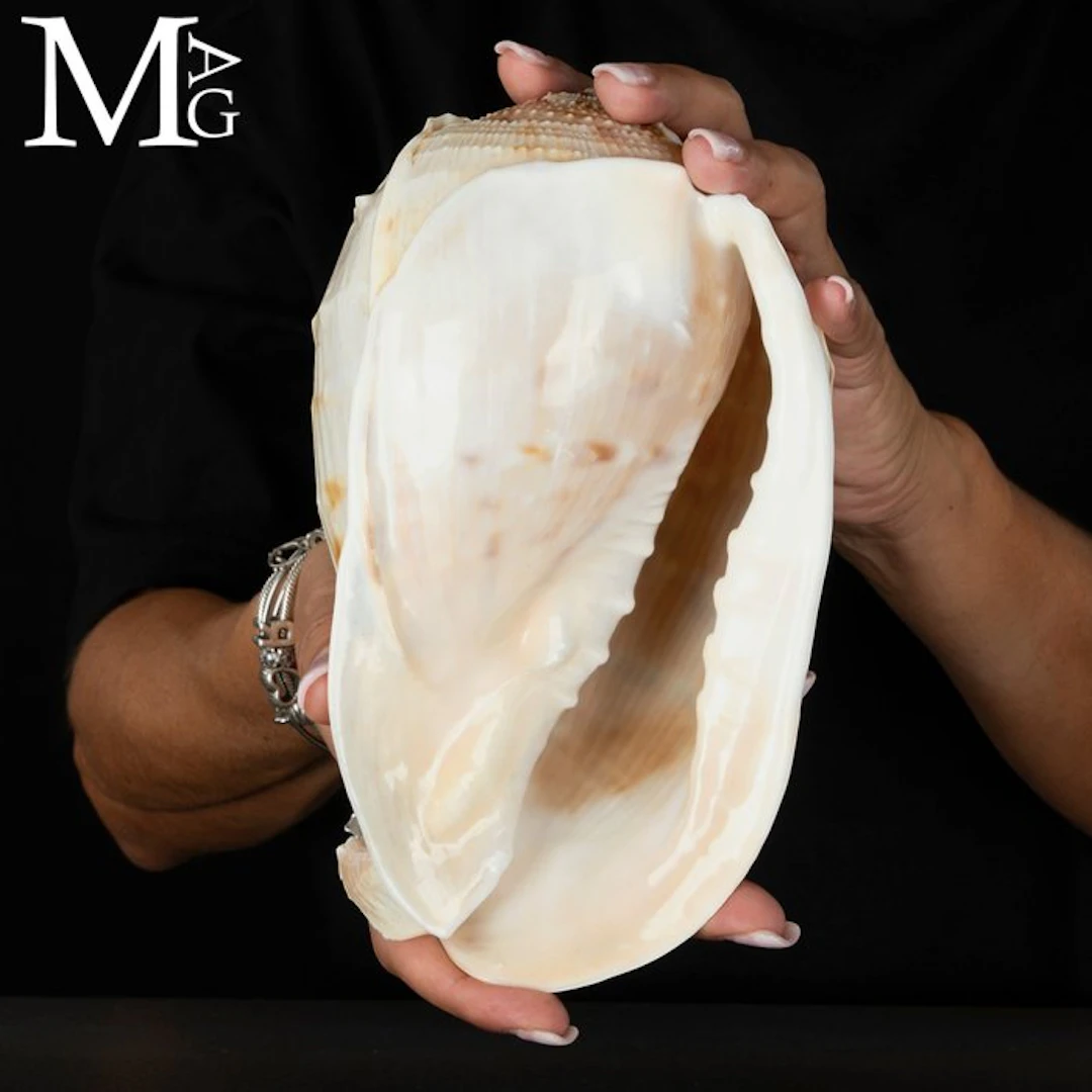 Cassis tessellata – Large West African Helmet Shell –...