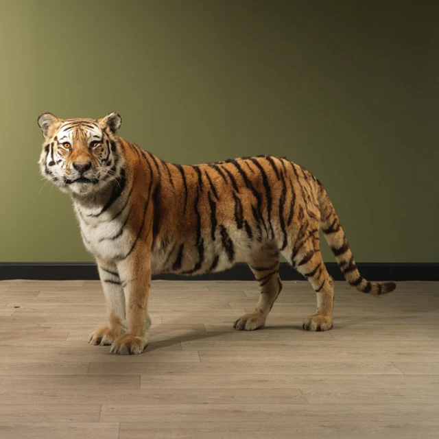 Tiger Taxidermy full body mount - Panthera tigris - 100...