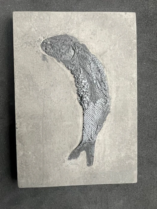 Fossilised animal - Asialepidotus shingyiensis - 11.6 cm...