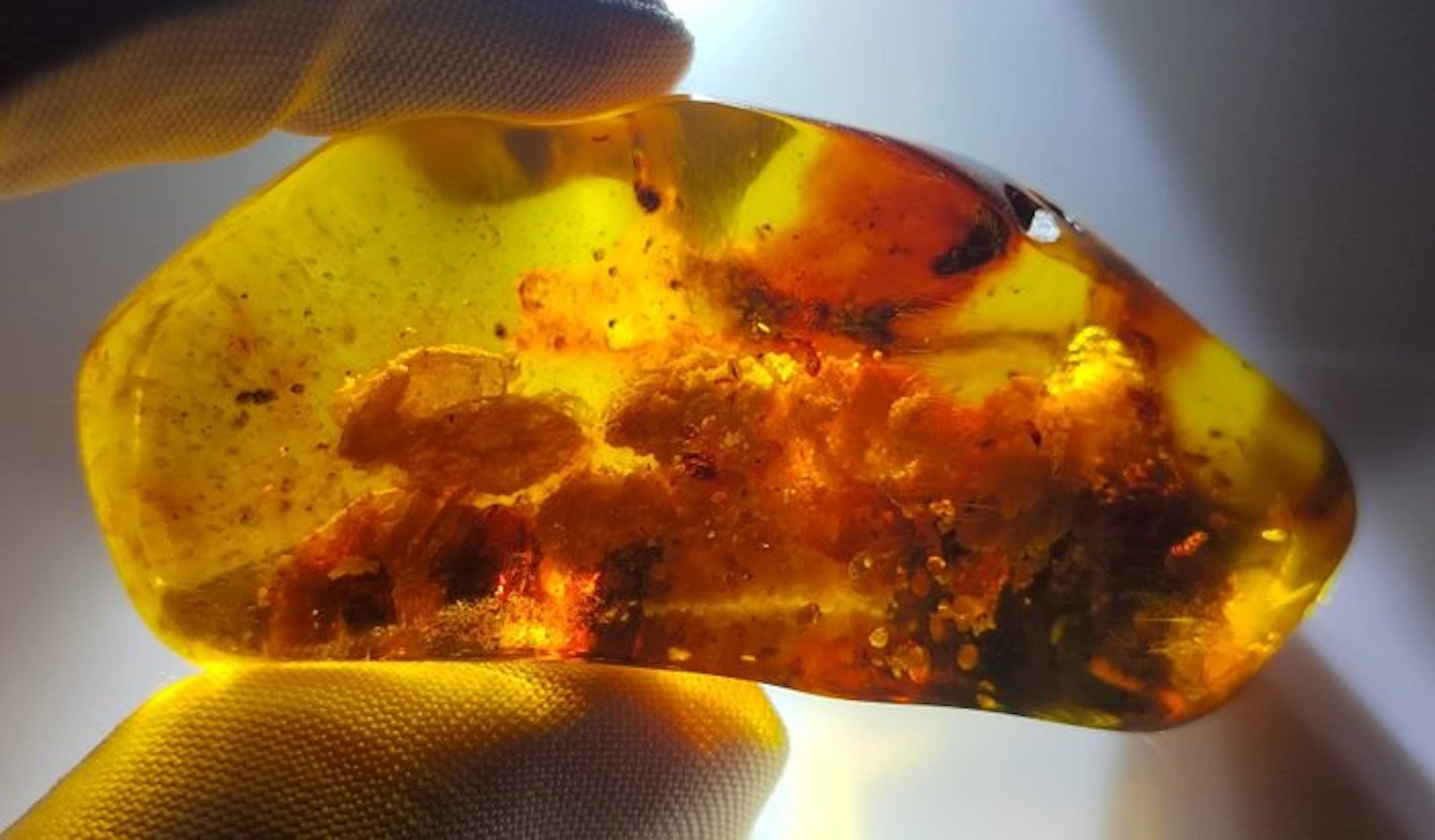 FOSSlL-AMAZING!! Dominican amber-No Reserve Price- 35 g