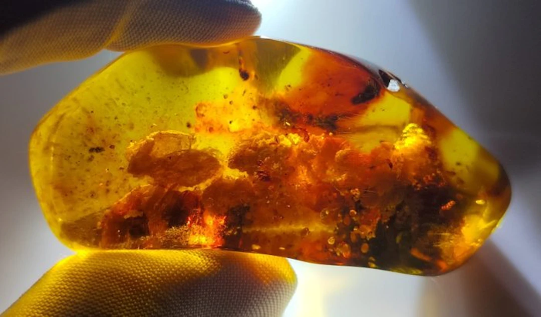 FOSSlL-AMAZING!! Dominican amber-No Reserve Price- 35 g